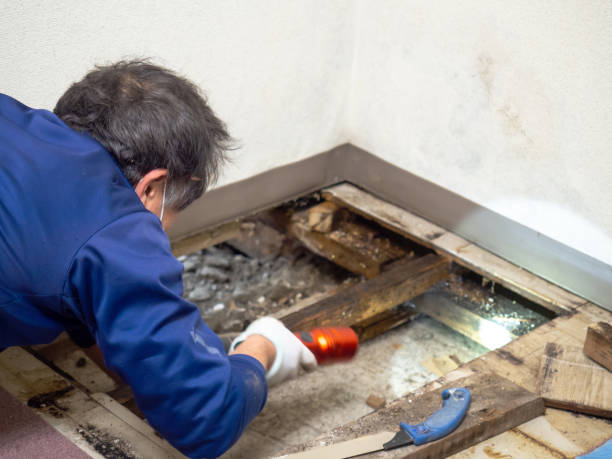 Best Local Mold Removal Service  in Haw River, NC