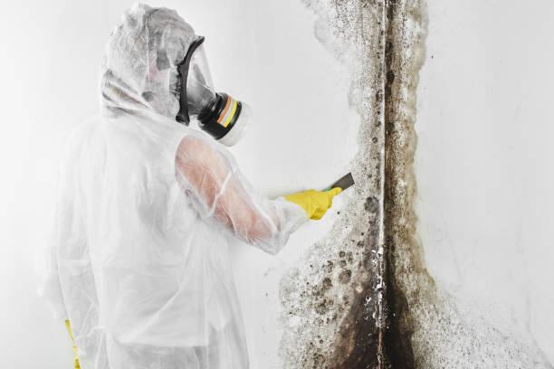 Haw River, NC Mold Removal Company