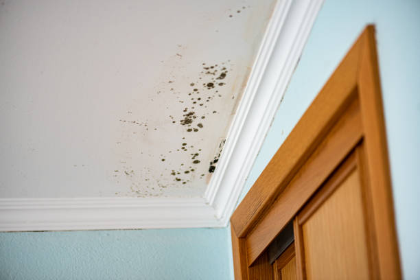 Home Mold Removal in Haw River, NC