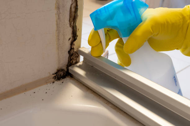 Best Mold Remediation  in Haw River, NC