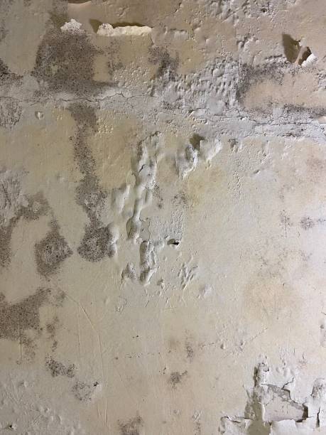Best Crawl Space Mold Removal  in Haw River, NC