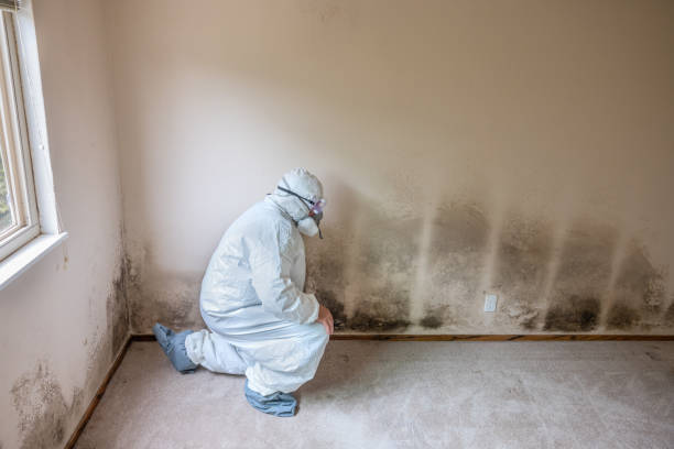 Best Commercial Mold Removal  in Haw River, NC