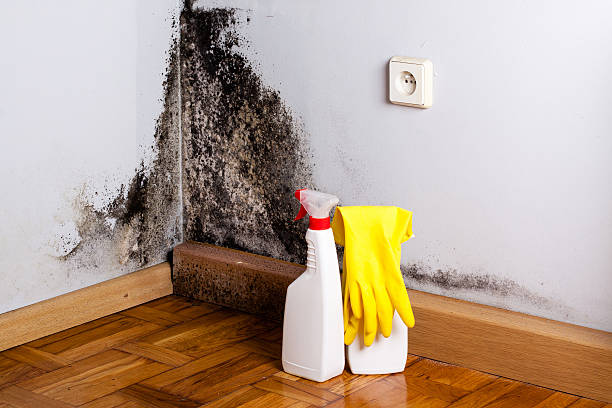 Best Local Mold Removal Service  in Haw River, NC