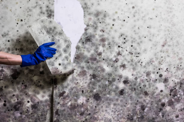 Best Mold Removal Specialists  in Haw River, NC