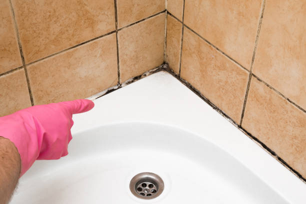 Best Mold Damage Repair  in Haw River, NC