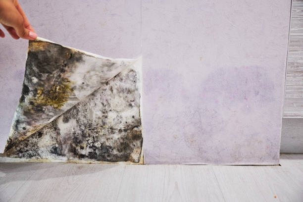 Best Attic Mold Removal  in Haw River, NC